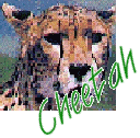 Cheetah