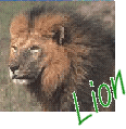 lion