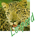 Leopard