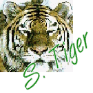 Siberian Tiger